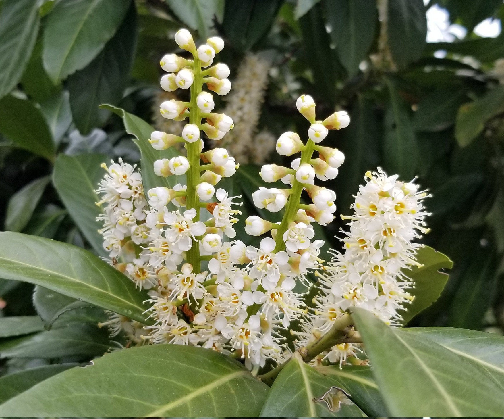 Red Laurel Flower To My Emperor Cherry Laurel Common Laurel English Laurel 3 Fresh Seeds | Etsy