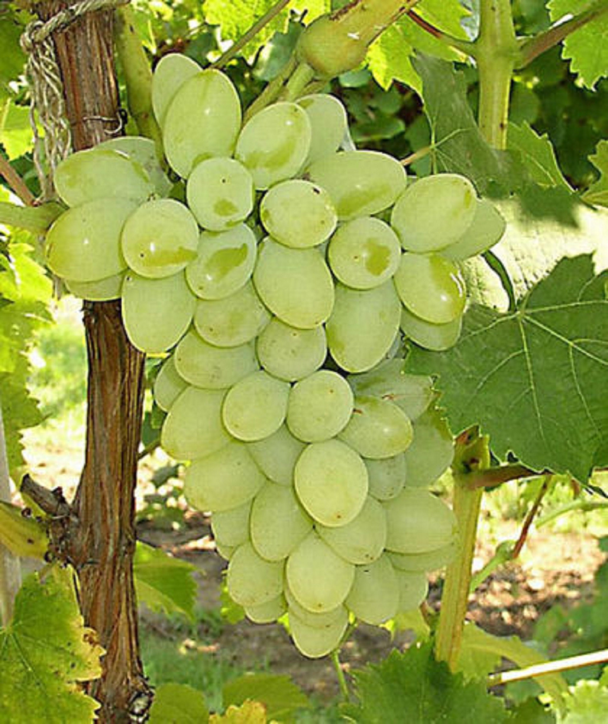 Sugraone Superior Seedless Grapes 3 Cuttings Vitis vinifera Etsy