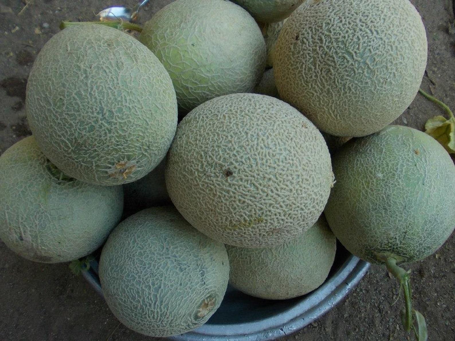 Semillas de melón Yubari King Melon 25 Fresh Seeds Etsy