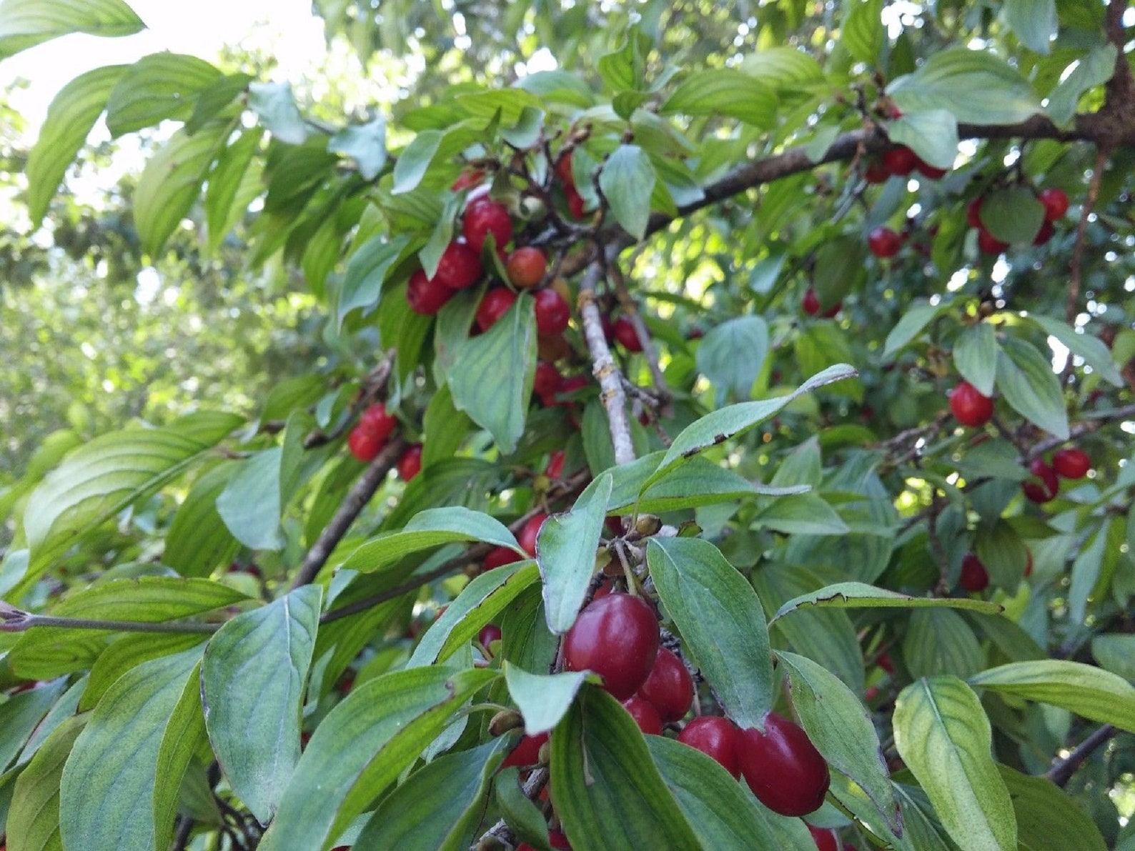 Cornelian Cherry Tree Dogwood Tree Cornus mas 50 Fresh Etsy