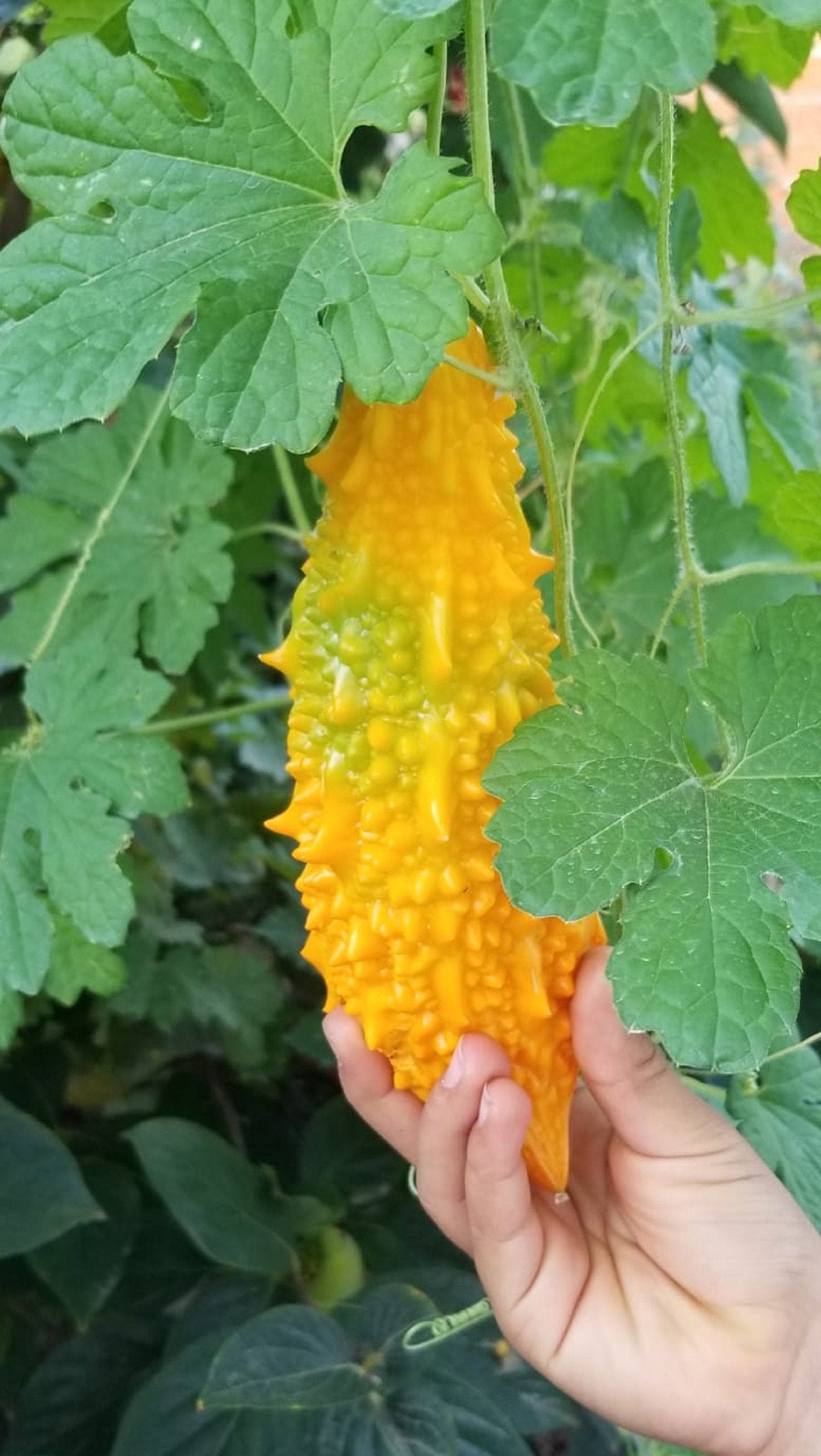 Momordica Charantia Bitter Melon Bitter Apple Bitter Gourd Etsy