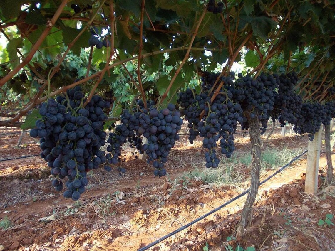 Grapes Cuttings Alphonse Lavallee Grapes 3 Fresh Cuttings Etsy