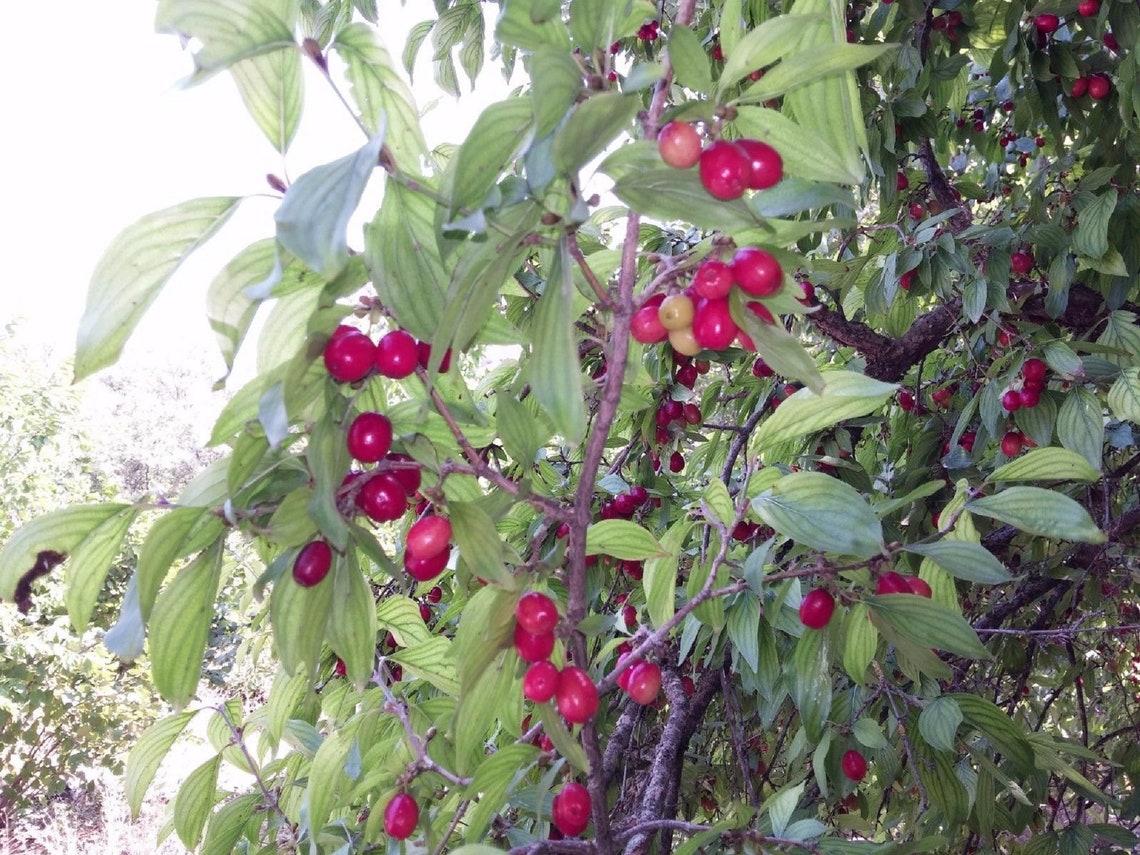 Cornelian Cherry Tree Dogwood Tree Cornus mas 50 Fresh Etsy