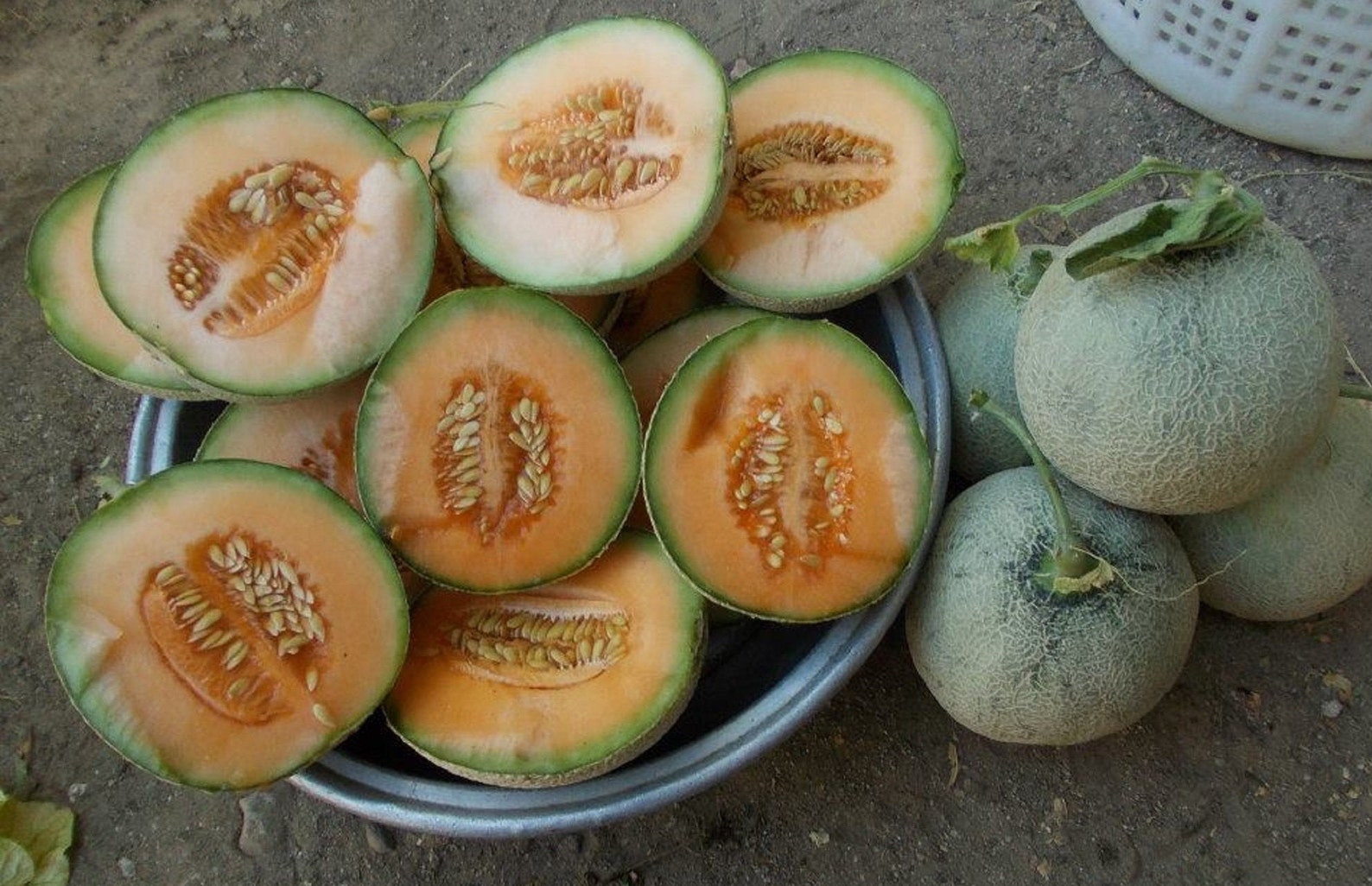 Semillas de melón Yubari King Melon 25 Fresh Seeds Etsy