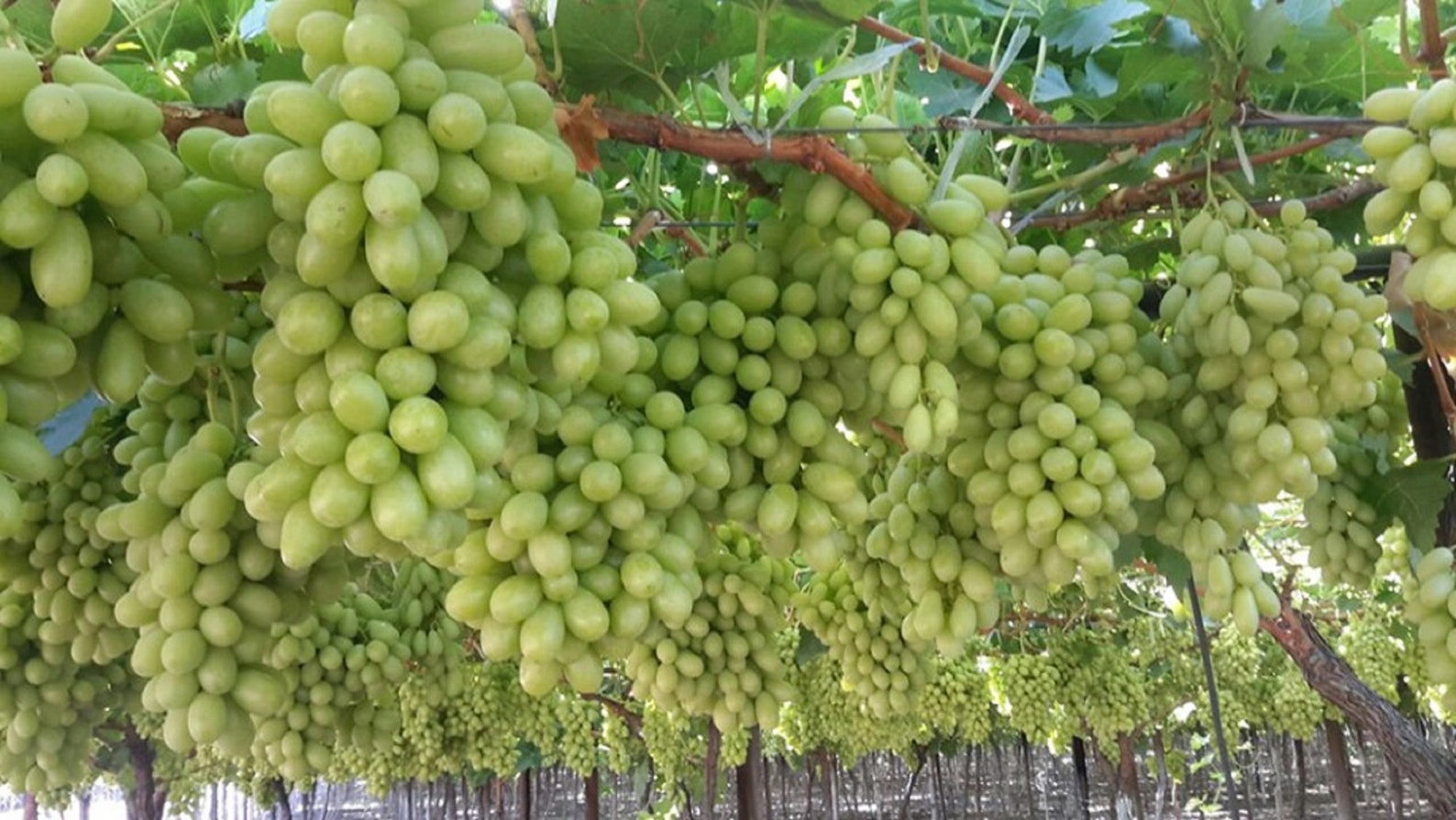 Grapes Cuttings Thompson Seedless Grapes 3 Fresh Cuttings Etsy