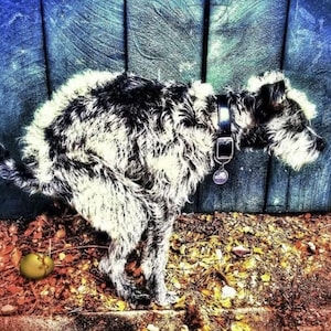Witzige Osterkarte von PoopingPooches.com