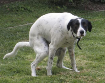 Tarjeta de cumpleaños de perro defecando n.° 2