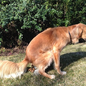 Lustige Beileid Karte von PoopingPooches.com