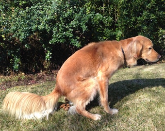 Tarjeta de condolencias divertida de PoopingPooches.com