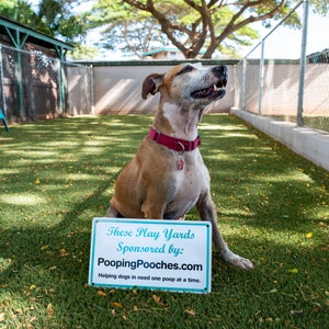 2024 Pooping Pooches Dog Calendar, White Elephant Gag Gift Exchange or Yankee Swap image 8