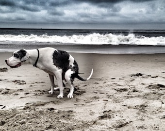Tarjeta de San Valentín con perritos haciendo caca