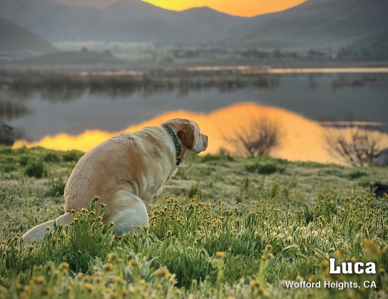 2024 Pooping Pooches Dog Calendar, White Elephant Gag Gift Exchange or Yankee Swap image 2