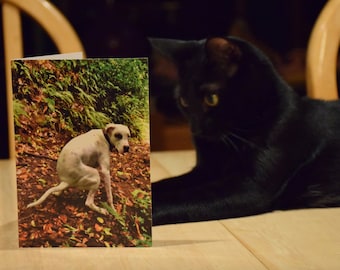 Tarjeta de felicitación divertida de PoopingPooches.com