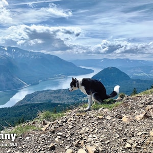 2024 Pooping Pooches Dog Calendar White Elephant Gag Gift image 3