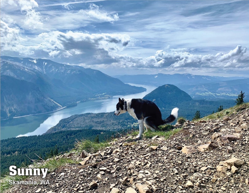 2024 Pooping Pooches Dog Calendar, White Elephant Gag Gift Exchange or Yankee Swap image 3