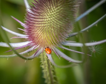 Ladybug Taking In a Thorny Thistle