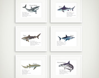 Shark Facts Art Prints - Shark Art Print - Natural History Sharks - Natural History Shark Prints - Shark Poster - Shark Art Print