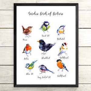 Giardino uccelli Wall Chart, vendita, originale, acquerello, pittura, stampa, carta, regalo, fauna selvatica, animali, Art, parete arte, illustrazione, immagine, UK spedizione gratuita