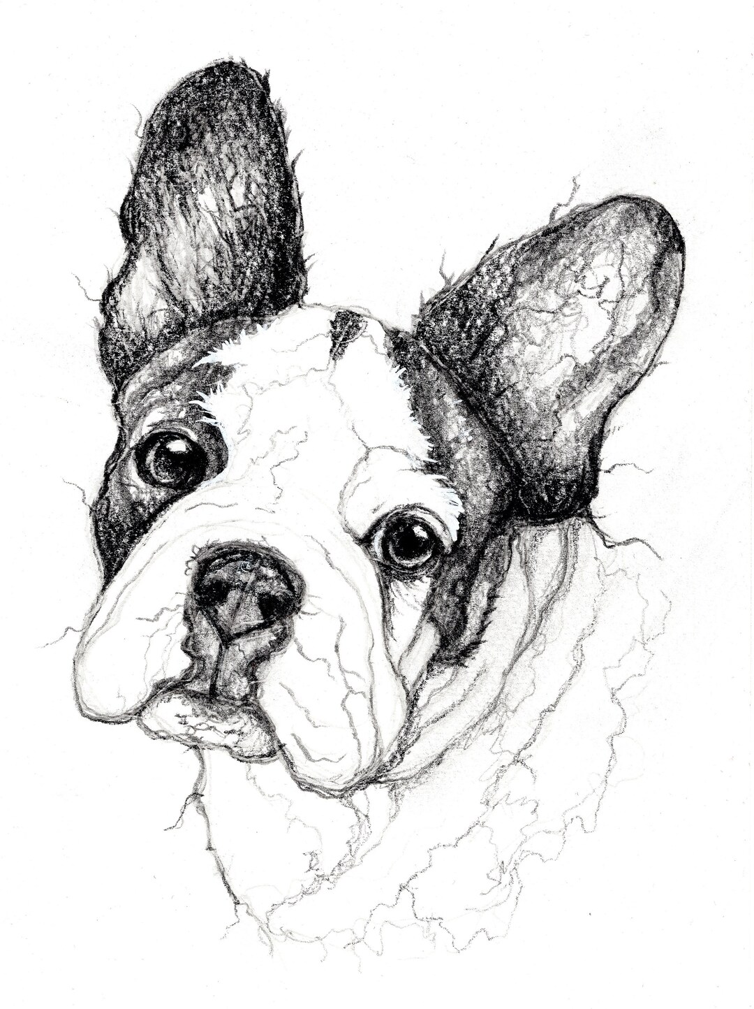 Custom Pet Portrait , Hand Drawn Pencil Drawing, Genuine Art Not