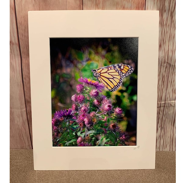 New 8X10 Butterfly Clover Flower Original Photograph Gail Gates Print 11X14 Mat