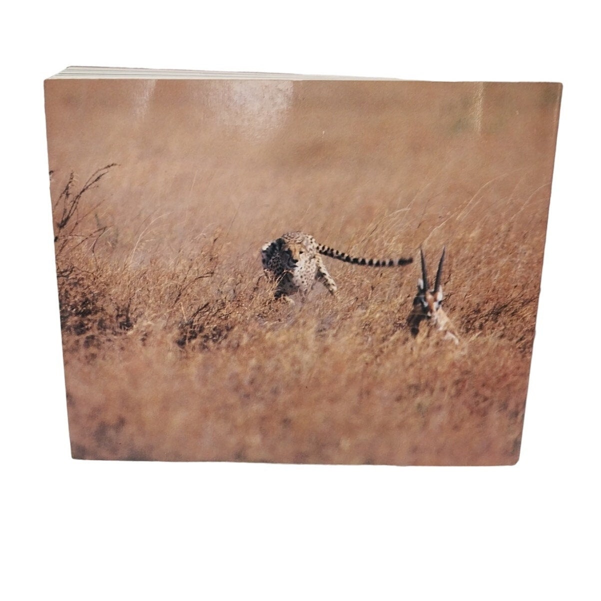 Vintage 1986 Serengeti Natural Order on the African Plain by