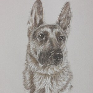 May include: A detailed pencil drawing of a German Shepherd dog with brown fur and a serious expression. The dog is looking directly at the viewer.