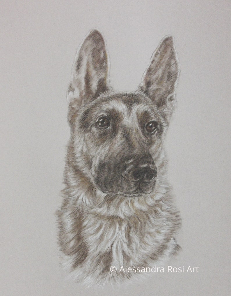 May include: A detailed pencil drawing of a German Shepherd dog with brown fur and a serious expression. The dog is looking directly at the viewer.