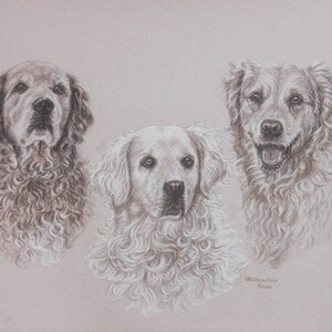 May include: A drawing of three golden retriever dogs with curly fur. The dogs are looking at the viewer. The drawing is in shades of gray and white.