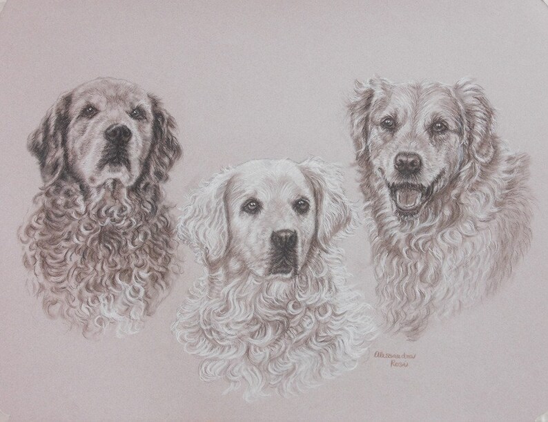 May include: A drawing of three golden retriever dogs with curly fur. The dogs are looking at the viewer. The drawing is in shades of gray and white.