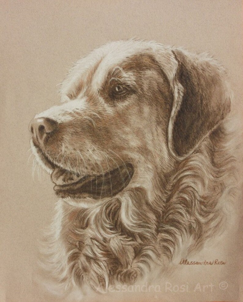 May include: A sepia toned drawing of a golden retriever dog with its head turned to the side. The dog has a soft, fluffy coat and a gentle expression. The drawing is signed "Alessandra Rossi Art" in the bottom right corner.