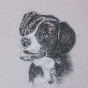 May include: A black and white dog with a white patch on its chest is looking to the left. The dog is wearing a black collar with a silver tag.