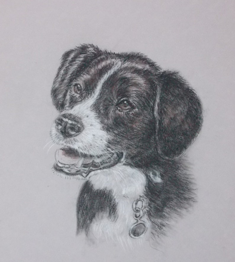 May include: A black and white dog with a white patch on its chest is looking to the left. The dog is wearing a black collar with a silver tag.