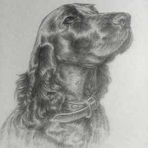 May include: A black and white pencil drawing of a dog with long, flowing hair. The dog is wearing a leather collar and has its head tilted up, looking to the right.