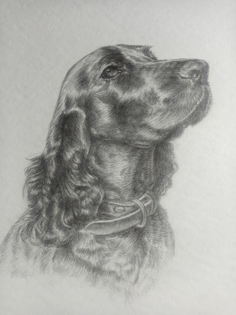 May include: A black and white pencil drawing of a dog with long, flowing hair. The dog is wearing a leather collar and has its head tilted up, looking to the right.