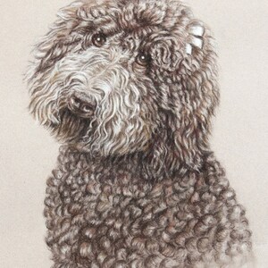 May include: A detailed pencil drawing of a brown curly-haired dog with white markings on its head. The dog is looking to the left of the image and has a serious expression. The artist's signature is visible in the bottom right corner.