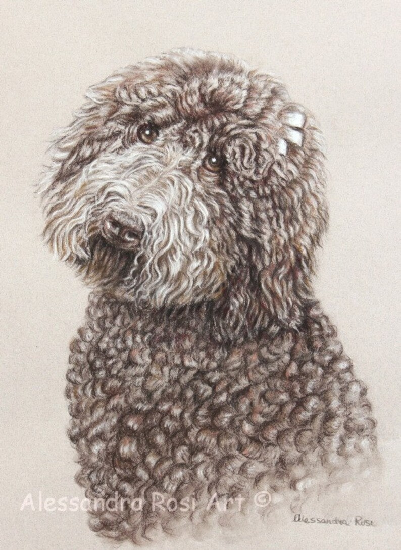 May include: A detailed pencil drawing of a brown curly-haired dog with white markings on its head. The dog is looking to the left of the image and has a serious expression. The artist's signature is visible in the bottom right corner.