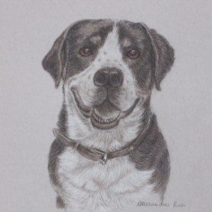 May include: A black and white dog with a brown collar is smiling at the camera. The dog has a white patch on its forehead and a black nose.