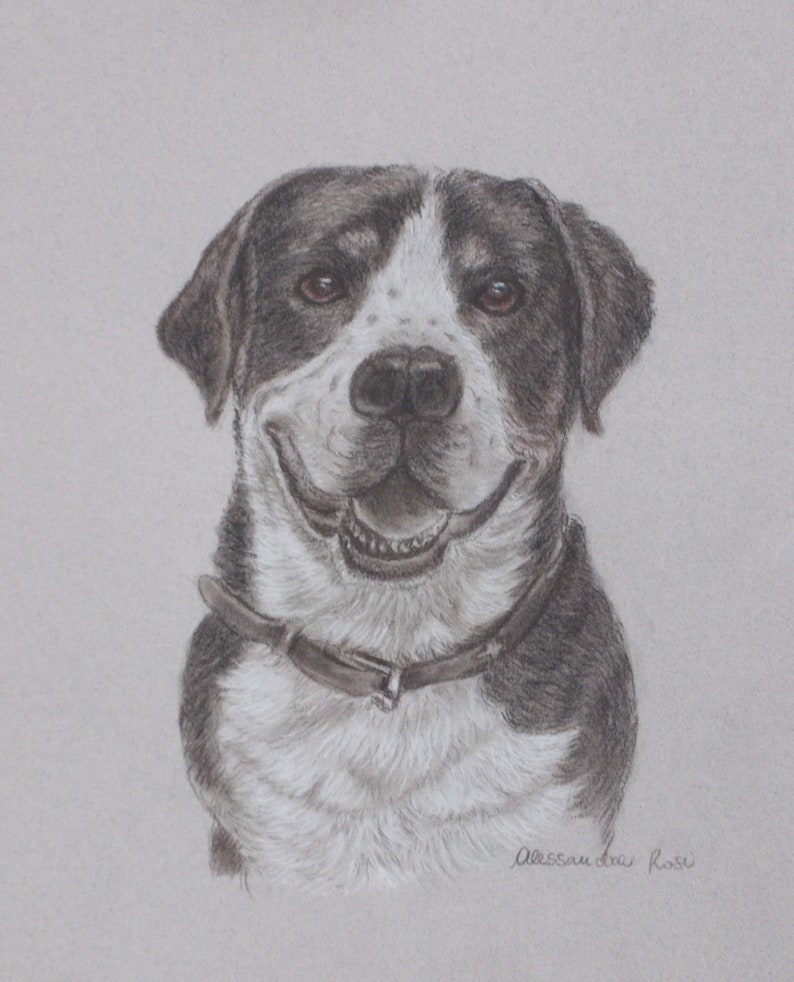 May include: A black and white dog with a brown collar is smiling at the camera. The dog has a white patch on its forehead and a black nose.