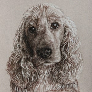 May include: A black and white pencil drawing of a brown and white Cocker Spaniel dog with long, curly hair. The dog is looking directly at the viewer with a serious expression. The artist's signature is visible in the bottom right corner of the drawing.