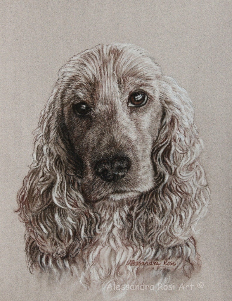 May include: A black and white pencil drawing of a brown and white Cocker Spaniel dog with long, curly hair. The dog is looking directly at the viewer with a serious expression. The artist's signature is visible in the bottom right corner of the drawing.