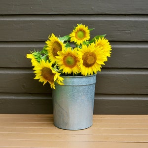 May include: A galvanized metal bucket filled with bright yellow sunflowers. The sunflowers have large, vibrant yellow petals and dark brown centers. The bucket sits on a light brown wooden surface against a dark brown wooden background.