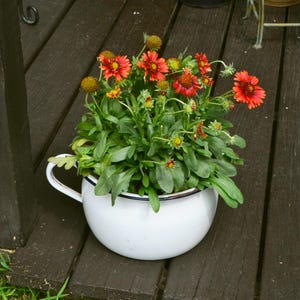 May include: A white enamel chamber pot with a dark blue rim and handle, serving as a planter for a cluster of vibrant gaillardia flowers. The plant features numerous green leaves and several blooming flowers with red petals and yellow centers.