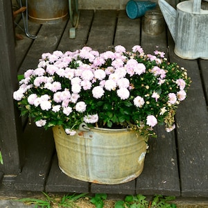 May include: A galvanized metal bucket overflowing with light pink and white chrysanthemum flowers. The bucket sits on a weathered wooden deck, with a watering can and other gardening tools in the background. The flowers are in full bloom.