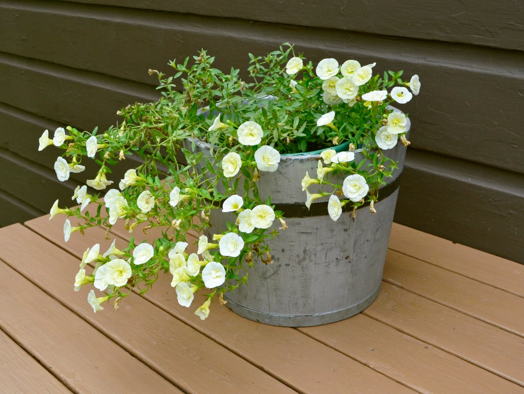 Old Wood Sap Bucket Primitive Silver Gray Pail Planter Etsy New Zealand