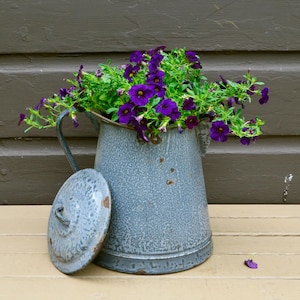 May include: A weathered gray enameled metal pitcher with a matching lid resting beside it. The pitcher is filled with vibrant purple petunia flowers featuring green foliage, showcasing a rustic finish with visible signs of wear and oxidation.