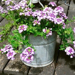 May include: A galvanized metal bucket overflowing with vibrant purple and white verbena flowers. The flowers are in full bloom, with lush green foliage. The bucket sits on a weathered wooden surface, creating a rustic aesthetic.