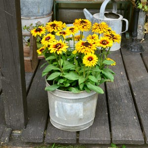 Galvanized Bucket, Vintage Farm Pail, Bucket, Galvanized Planter
