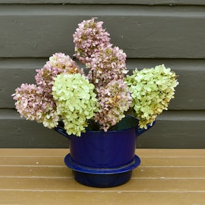 May include: A vibrant arrangement of dried hydrangeas in a deep blue enamelware pot. The flowers display a mix of colors, including soft pinks and pale greens. The pot has two handles and sits on a matching saucer, creating a rustic, charming display.