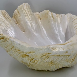 Peut inclure: Un pot en céramique blanc en forme de coquille de mer avec un design texturé et organique. Le pot est en forme de grande coquille de palourde et a un intérieur lisse et blanc.