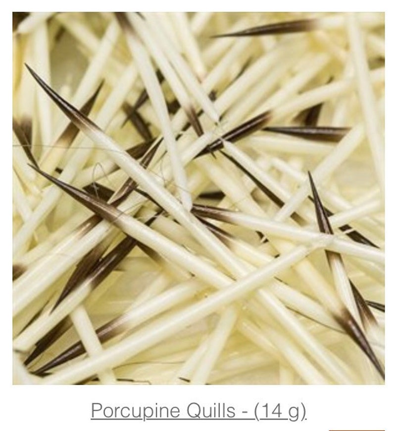 Porcupine Quills 14gr. Etsy Canada